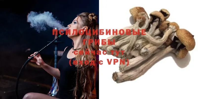 купить закладку  Заозёрск  Галлюциногенные грибы MAGIC MUSHROOMS 